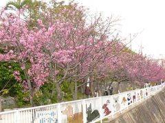 なはさくらまつり